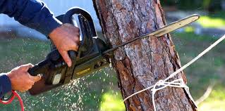 Best Tree Mulching  in Mathews, VA