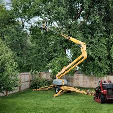 Best Tree and Shrub Care  in Mathews, VA