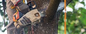 Best Aeration Services  in Mathews, VA