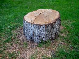 Best Fruit Tree Pruning  in Mathews, VA