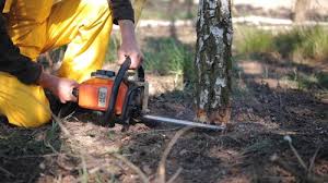 Best Root Management and Removal  in Mathews, VA