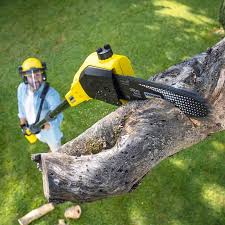 Best Emergency Tree Removal  in Mathews, VA