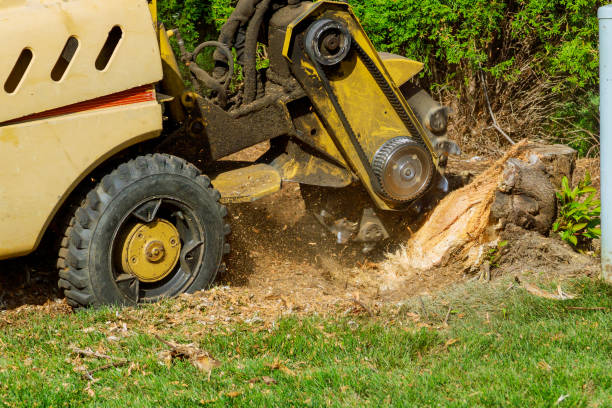 Best Tree Cabling and Bracing  in Mathews, VA