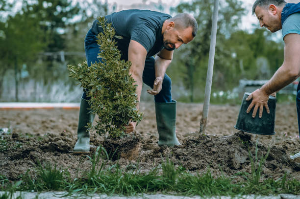 Best Lawn Watering Services  in Mathews, VA
