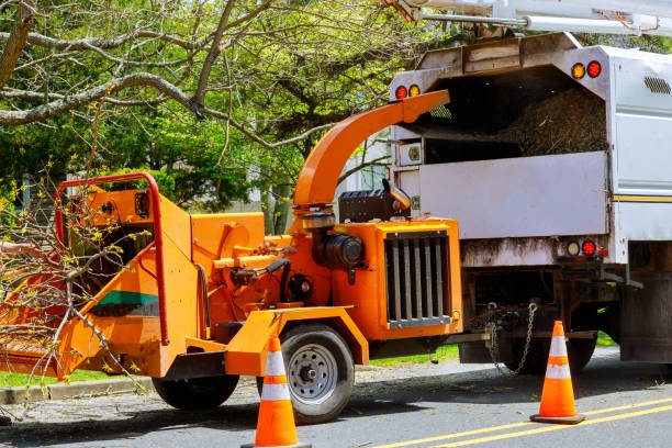 Best Tree Risk Assessment  in Mathews, VA