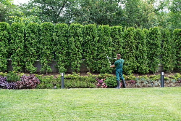 Professional Tree Services in Mathews, VA
