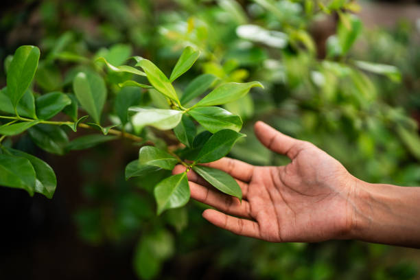 Best Arborist Consultation Services  in Mathews, VA