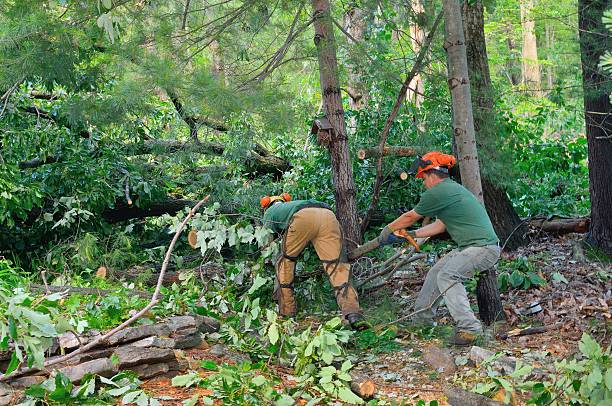 Best Palm Tree Trimming  in Mathews, VA