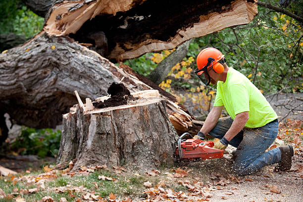 Best Utility Line Clearance  in Mathews, VA