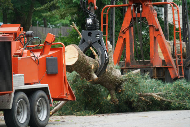 Best Hazardous Tree Removal  in Mathews, VA