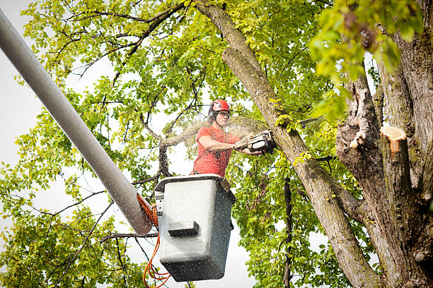 How Our Tree Care Process Works  in  Mathews, VA