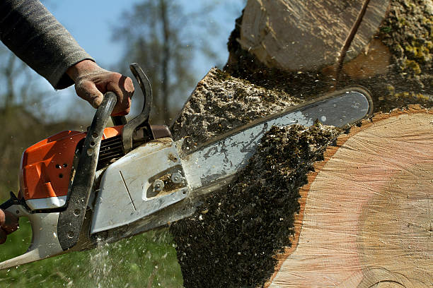 Best Pest Control for Lawns  in Mathews, VA