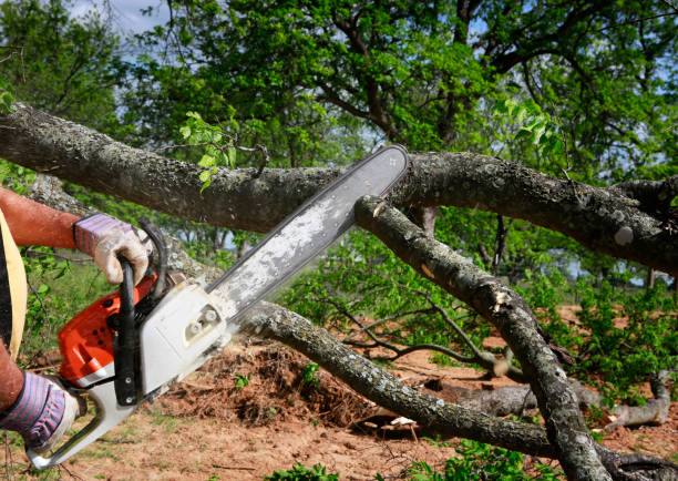 Lawn Drainage Solutions in Mathews, VA