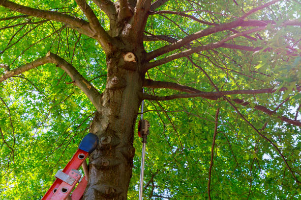 Best Tree Disease Treatment  in Mathews, VA